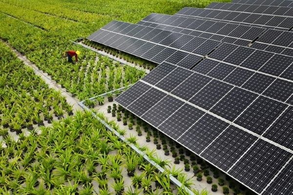 Top Solar Companies in Lahore: Who Leads?